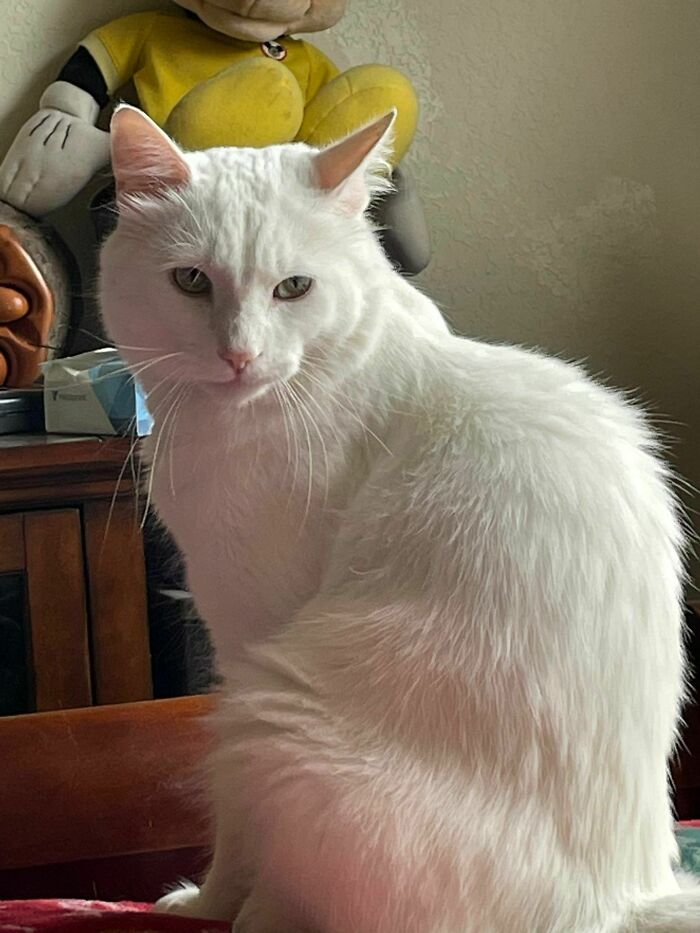 My Twice Returned To The Shelter Rescue. Meet Snowball. I Am Not A Cat Person. I Had 3 Dogs, But For Some Reason Felt I Needed A Cat. There Was A Beautiful Turkish Angora Male Who Is Had Actually Been Returned To The Shelter 2 Times Already. Not Sure Why He Is A Wonderful Addition To My Family