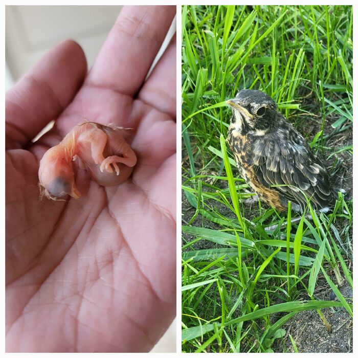 Two Weeks Ago, I Rescued A Robin Hatchling That Had Fallen From The Nest. Yesterday He Left The Nest For Good!