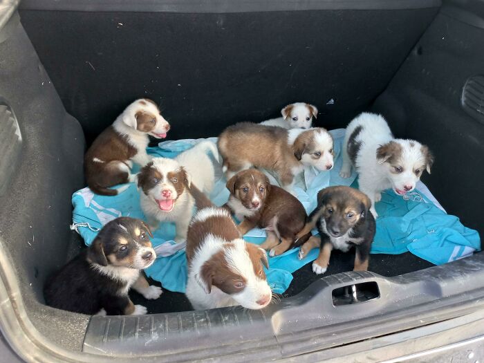 A Trunk Full Of Puppies (Rescue Mission)