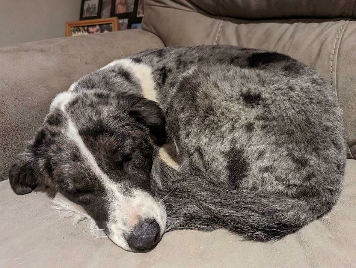 Seeing My Formerly Neglected Rescue Dog Sleeping Soundly Just Makes My Heart Skip