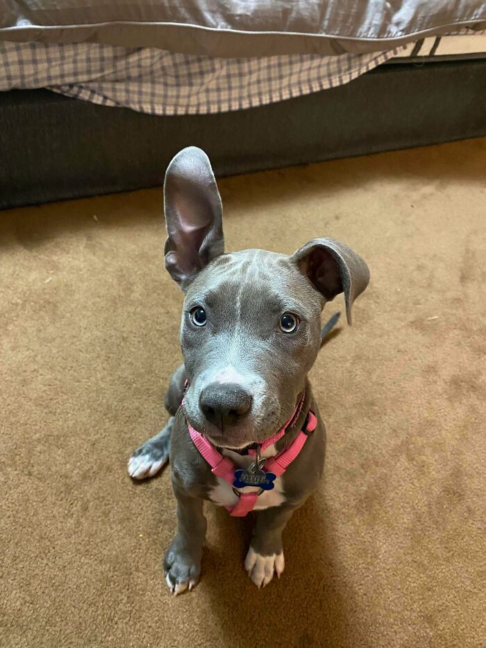 Our Newly Adopted Pittie Pebbles. Her Right Ear Doesn't Like To Stay Put