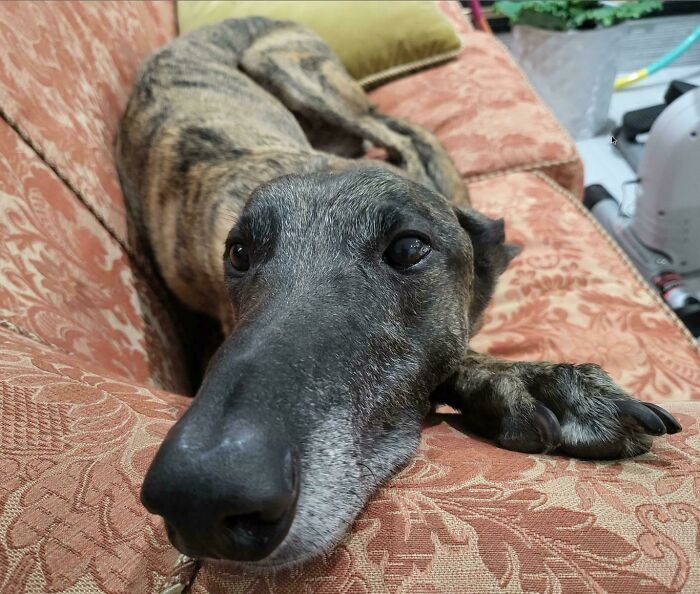 Meet Potato, The Largest Greyhound Ever; He Is Getting Old And I'm Sad About It. He's Around 10yr And Has A Spinal Injury, Worn Teeth And A Sore Groin Tendon From His Abusers Before We Rescued Him. Everyone Send Him Good Vibes, He Really Needs It
