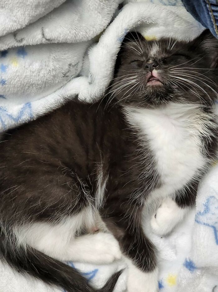 Just Rescued This Girl Today. Alone Living On Firewood, Crying For Days, Infested With Fleas. Her Comfy, Safe, Flea Free Sleep! Look At Those Teeth!