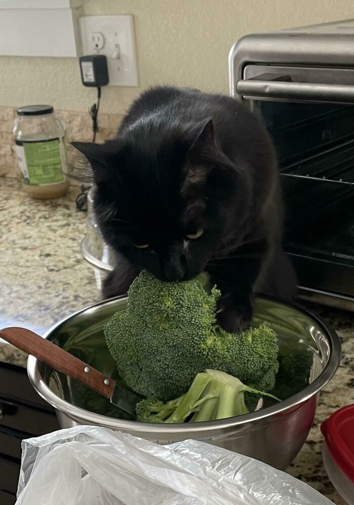 I’m Not Sure If I Rescued A Cat? Truffles Really Likes Broccoli 