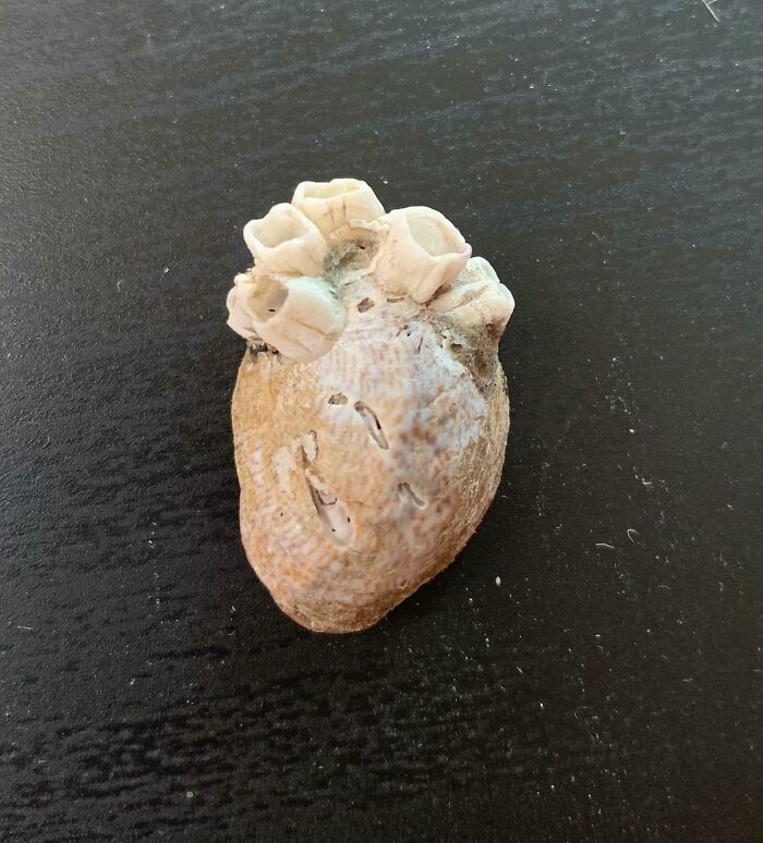 Was At The Beach And Found A Shell With Barnacles On It That Makes It Look Like An Anatomically Correct Heart