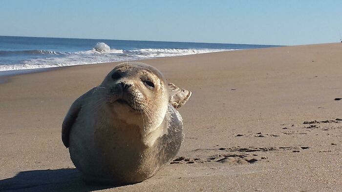 Hoy me encontré con una foca en la playa de Carolina del Norte