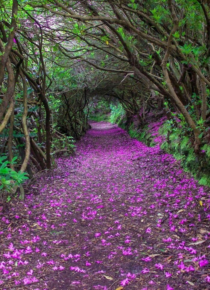 Purple. Very, Very Purple Path