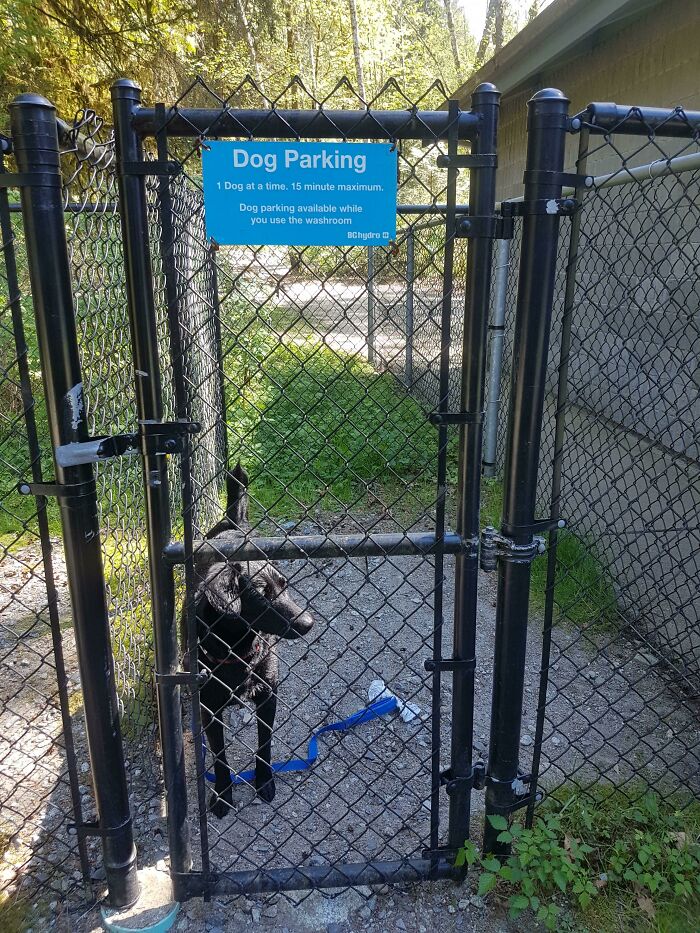 This Beach Has A Waiting Spot For Your Dog When You Need To Use The Washroom