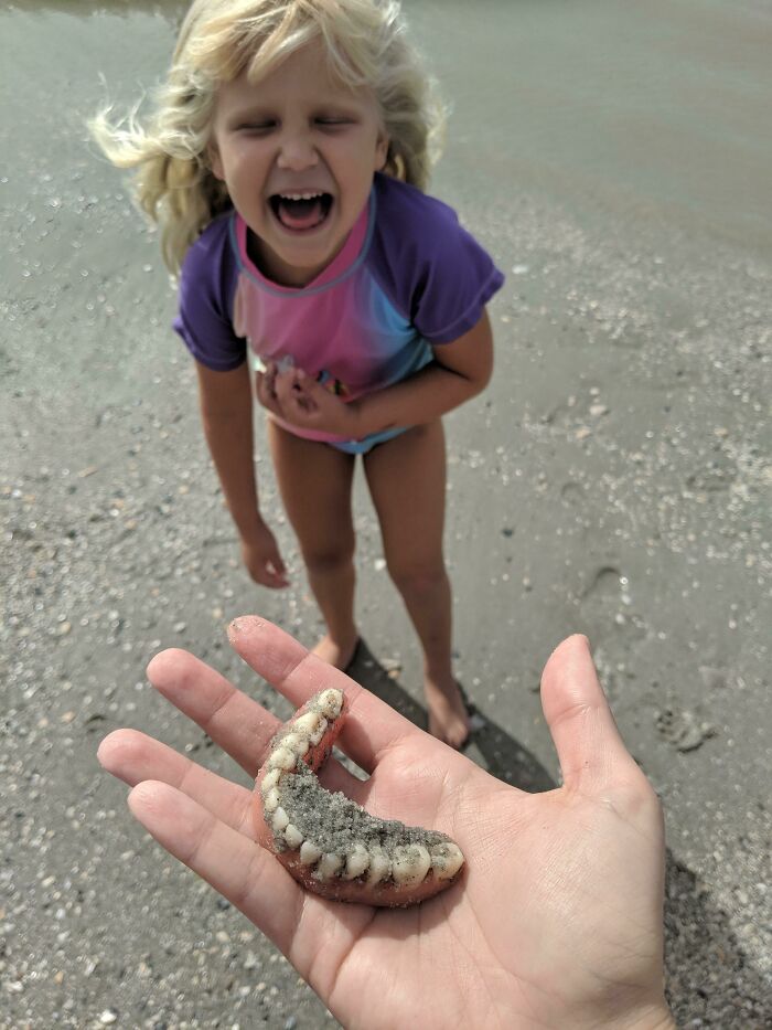 Fuimos a la playa a buscar dientes de tiburón, así que cuando mi hija gritó "¡He encontrado dientes!" Esto era lo último que esperaba