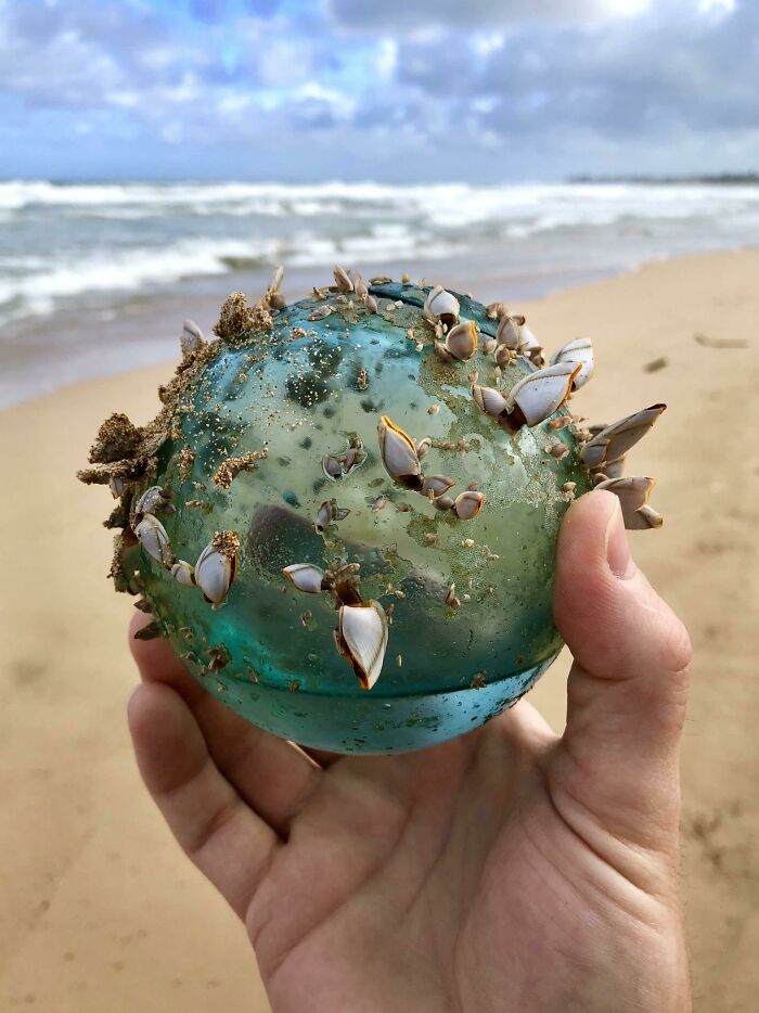 Mientras paseábamos por la playa de Hawaii, mi mujer y yo encontramos esta bola de cristal que se había convertido en el hogar de un pequeño ecosistema marino