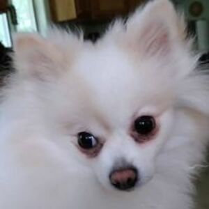 cheri_white_1 avatar