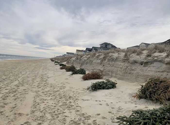 Los residentes de la costa de Carolina del Norte se deshacen de sus árboles de Navidad donde la playa se encuentra con las dunas. Estos se cubren con arena y ayudan a prevenir la erosión