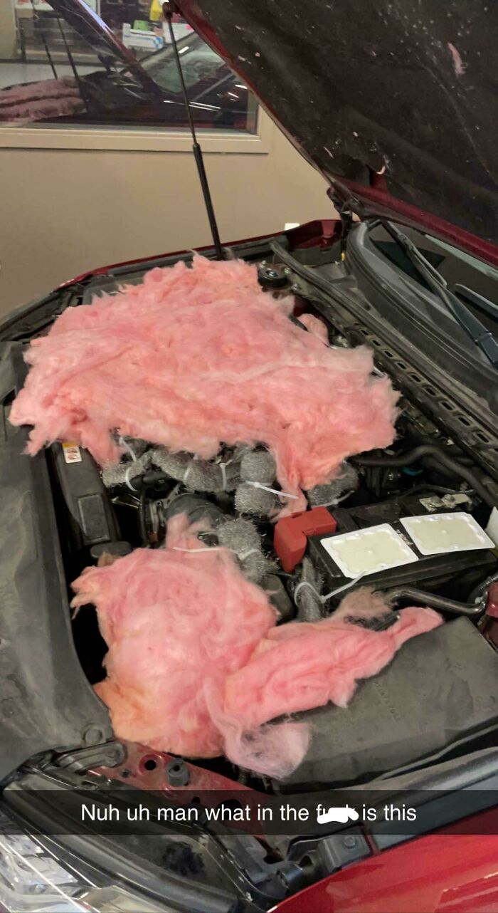 Customer States Someone They Know Told Them It’ll Help Keep Rats Out Of The Engine Bay. Newer Model Toyota Camry