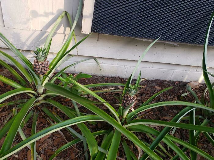 The Person Who Lived In My Apartment Before Me Planted Pineapples
