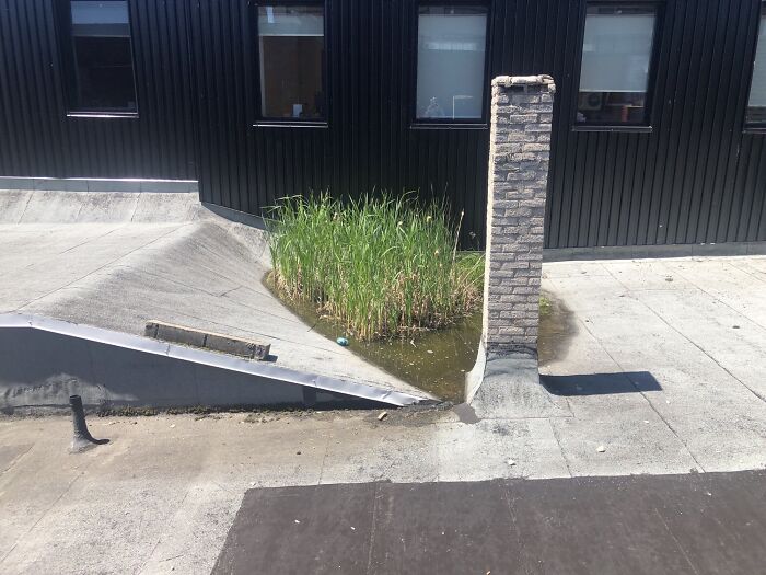 There’s A Mini Wetland Growing On The Roof Of This Building