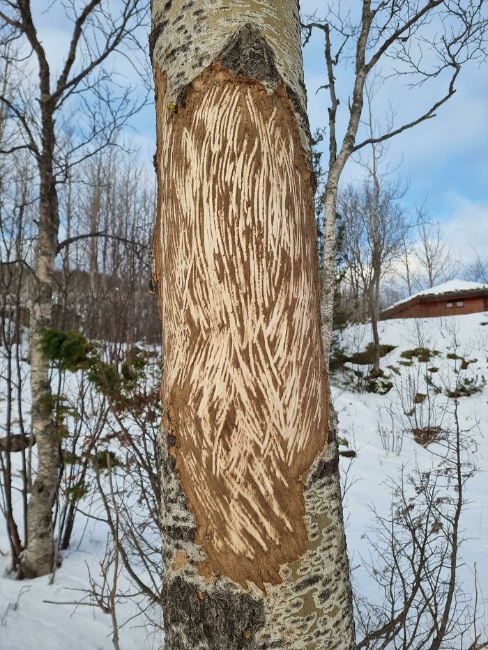 The Result Of A Moose Scratching Its Antlers Against A Tree During Shedding Season