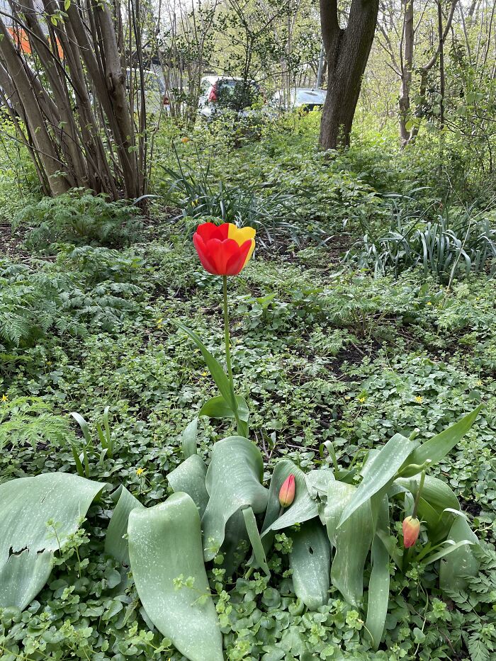 Came Across A Dual Colored Tulip Today