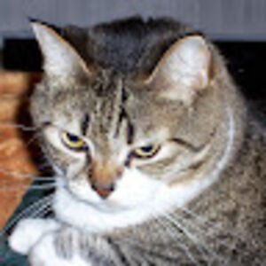 laurafitzpatrick avatar