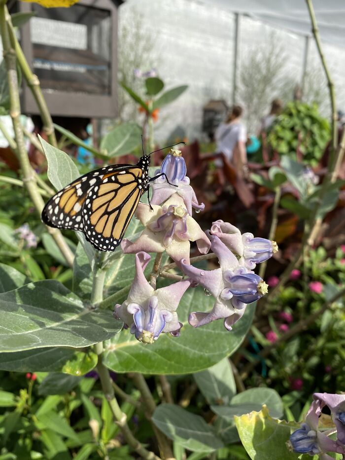 This Monarch Butterfly