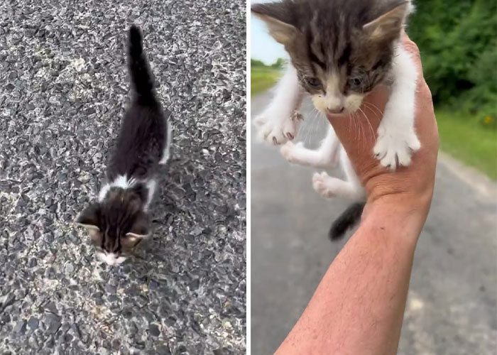 Man ‘Ambushed’ By Kittens As He Stops On The Side Of The Road To Rescue One Man ‘Ambushed’ By Kittens As He Stops On The Side Of The Road To Rescue One