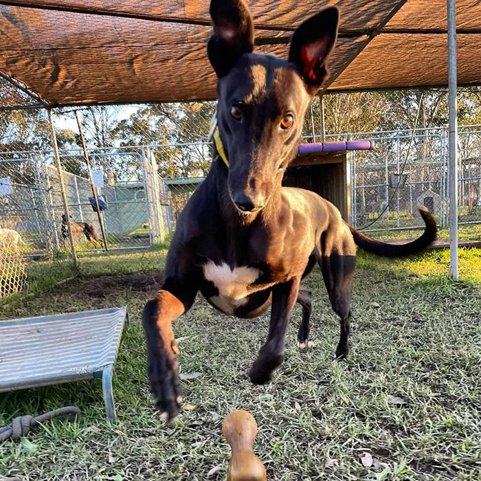 New Pilot Project Will See Rescued Greyhounds Visiting The Elderly In Aged Care Homes In Australia New Pilot Project Will See Rescued Greyhounds Visiting The Elderly In Aged Care Homes In Australia