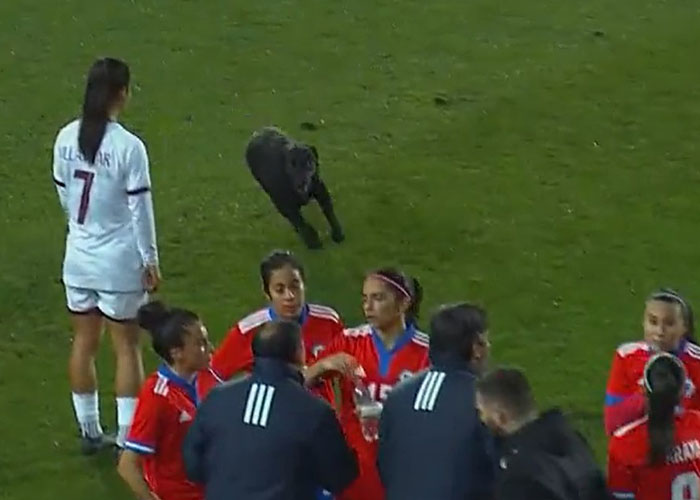 Dog-Interrupts-Football-Match-For-Belly-Rubs