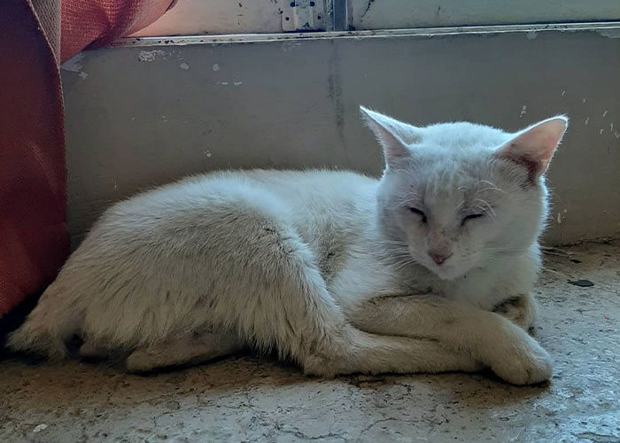Stray Cat Begging For Food At A Store Melts This Woman's Heart, So She Adopts It And Shares Its Glow Up On Instagram Stray Cat Begging For Food At A Store Melts This Woman's Heart, So She Adopts It And Shares Its Glow Up On Instagram