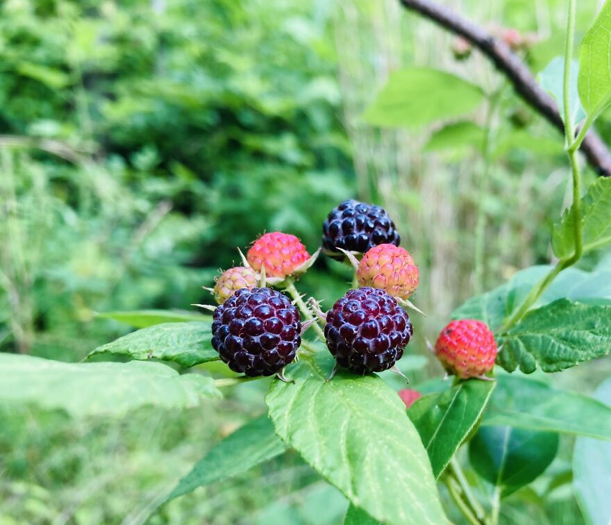 Wild Black Raspberries.