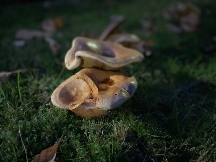 Mushroom Canopy