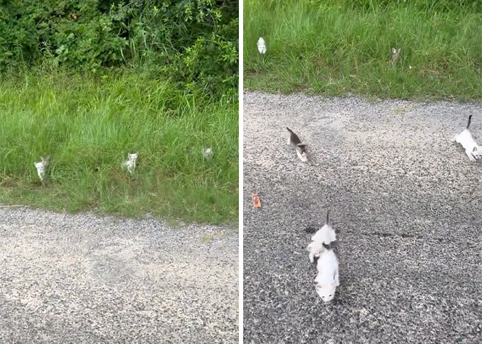 The kittens were ambushed by a man when he stopped by the side of the road to rescue one of them.