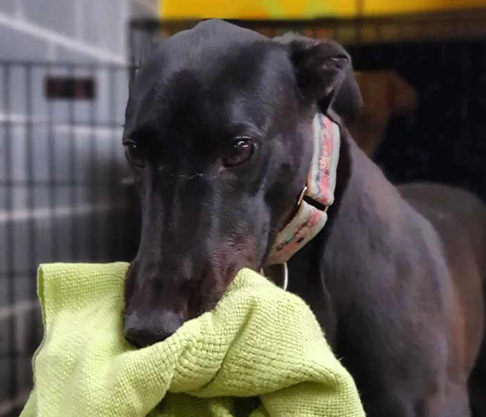 New Pilot Project Will See Rescued Greyhounds Visiting The Elderly In Aged Care Homes In Australia New Pilot Project Will See Rescued Greyhounds Visiting The Elderly In Aged Care Homes In Australia