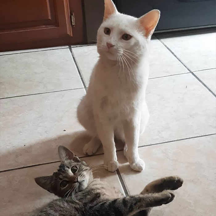Stray Cat Begging For Food At A Store Melts This Woman's Heart, So She Adopts It And Shares Its Glow Up On Instagram Stray Cat Begging For Food At A Store Melts This Woman's Heart, So She Adopts It And Shares Its Glow Up On Instagram