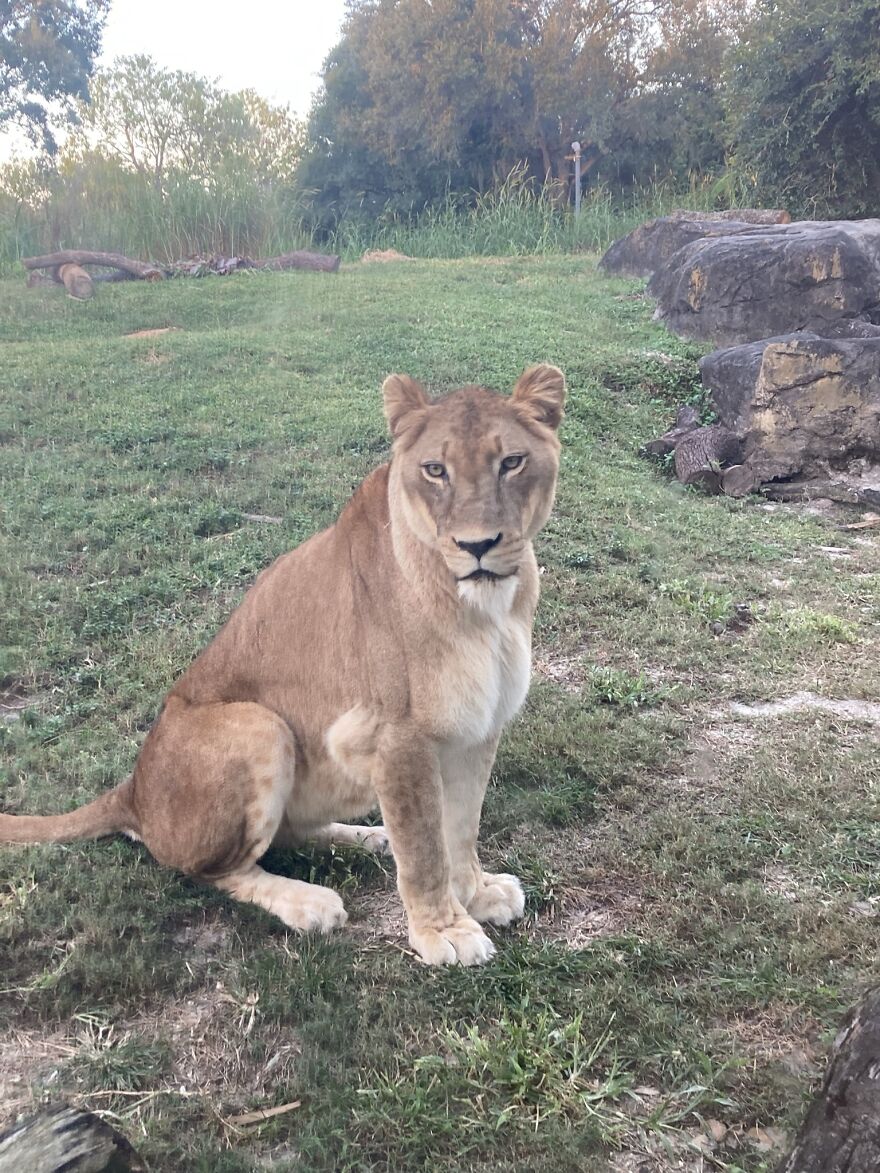 Lioness 🦁