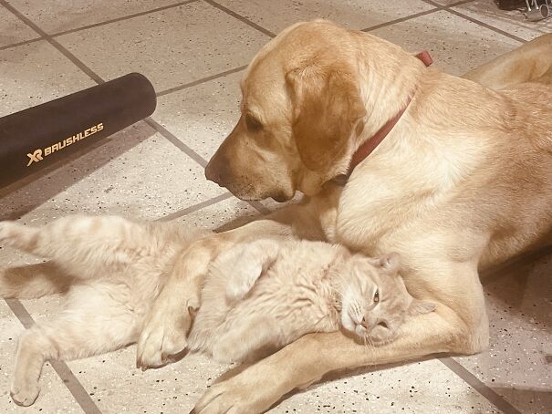 Their Favorite Game Is For My Dog To Put The Cats Whole Head In His Mouth And Carry Him Around Until They Get Tired And Fall Asleep In Each Other’s Arms.