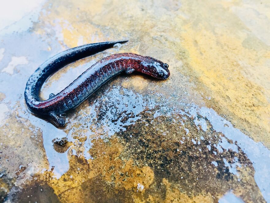 Salamander At The Creek