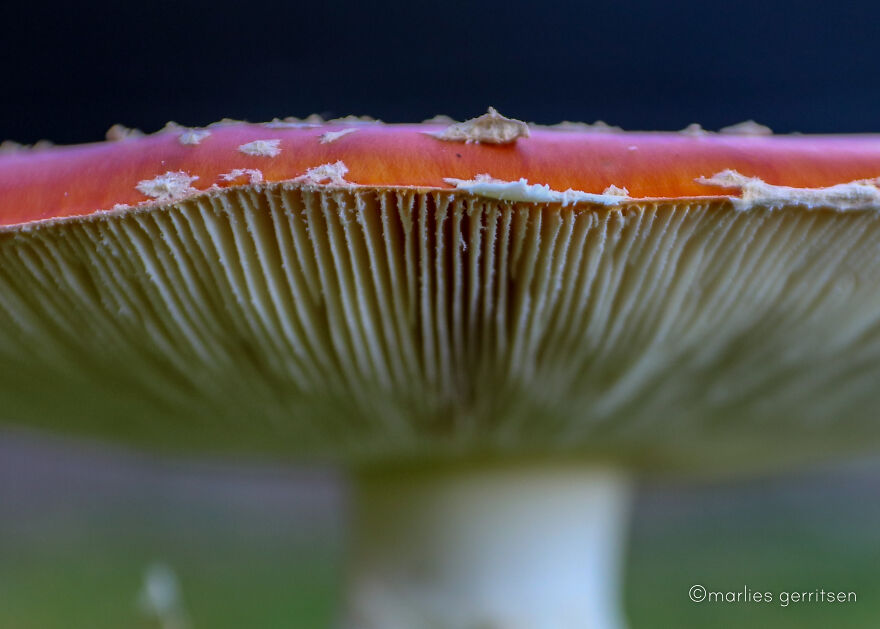 Don’t You Just Love Closeup’s Every Once In A While?