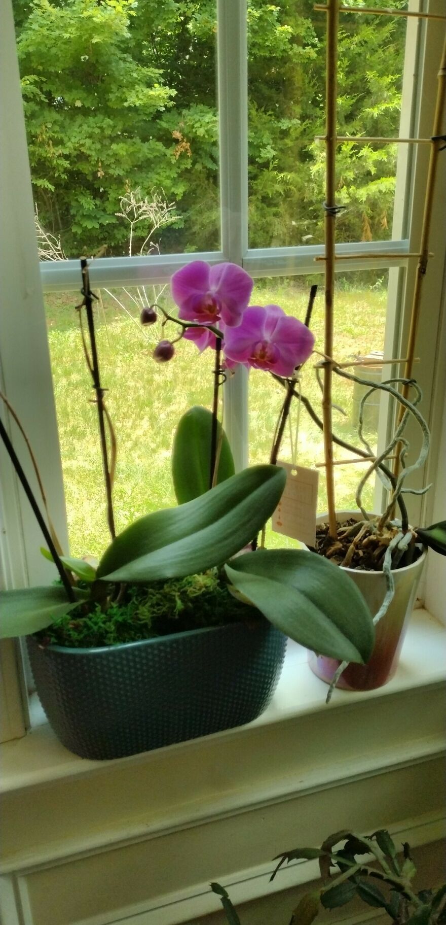 There's Greenery Surrounding My Flowers ☺️