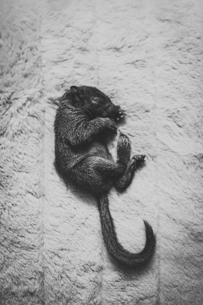 A Baby Squirrel Adopted Me, And As A Photographer, I Just Had To Give It Its Own Photoshoot