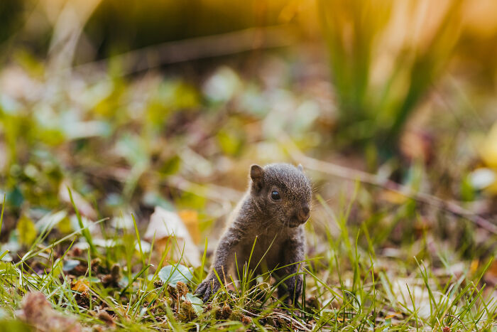 A Baby Squirrel Adopted Me, And As A Photographer, I Just Had To Give It Its Own Photoshoot
