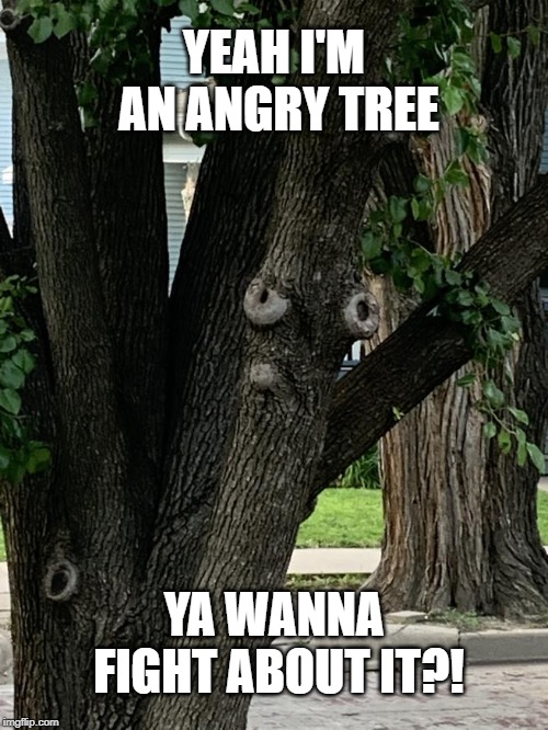 Angry_tree-62999dd32ab1d.jpg