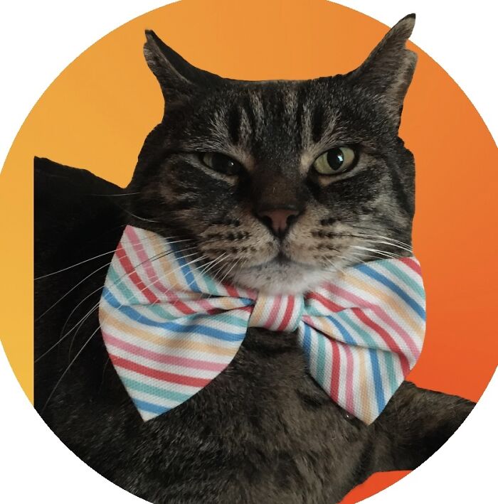 A Handsome Boy In A Very Smart Bow Tie