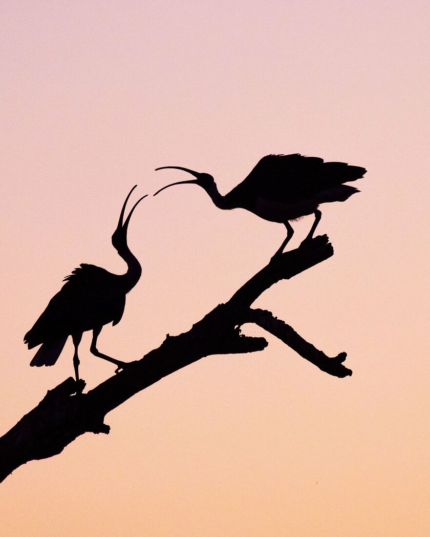 Bhumit Patel - Silhouettes Category