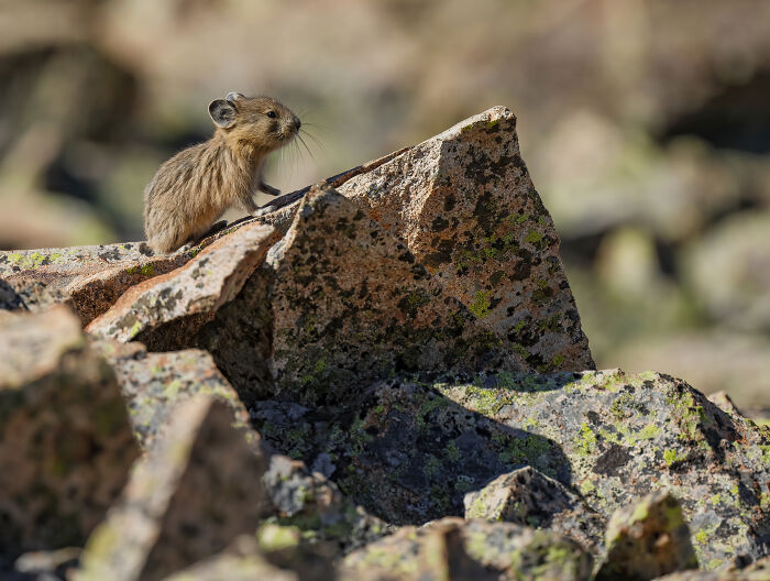 A Baby American Pika Getting Ready For A Lion King Moment!