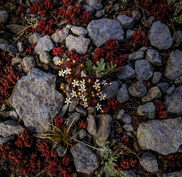 Pygmy-Flower Rock-Jasmine Looking Gorgeous In Its Bed Of Rock