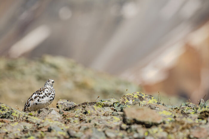 A White-Tailed Ptarmigan Begins To Transition To Her Brown Summer Plumage