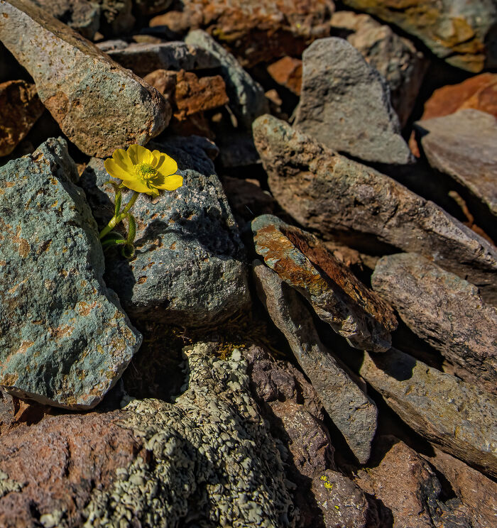 An Alpine Buttercup Grows In A Large Talusfield