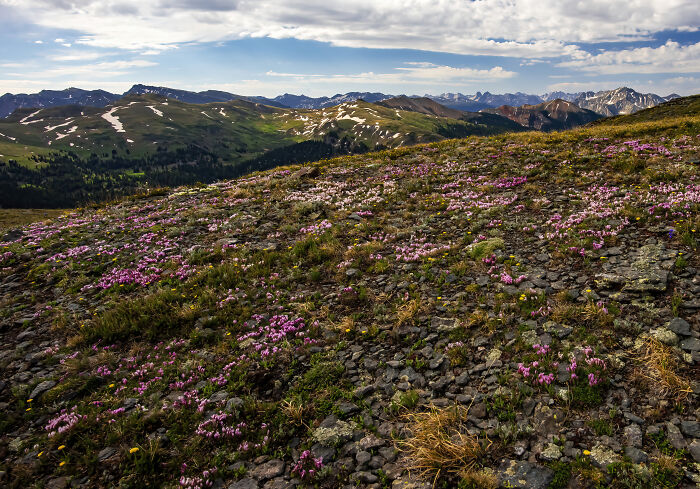 Parry Clover And Moss Campion Blanketing The Alpine Tundra In Pink