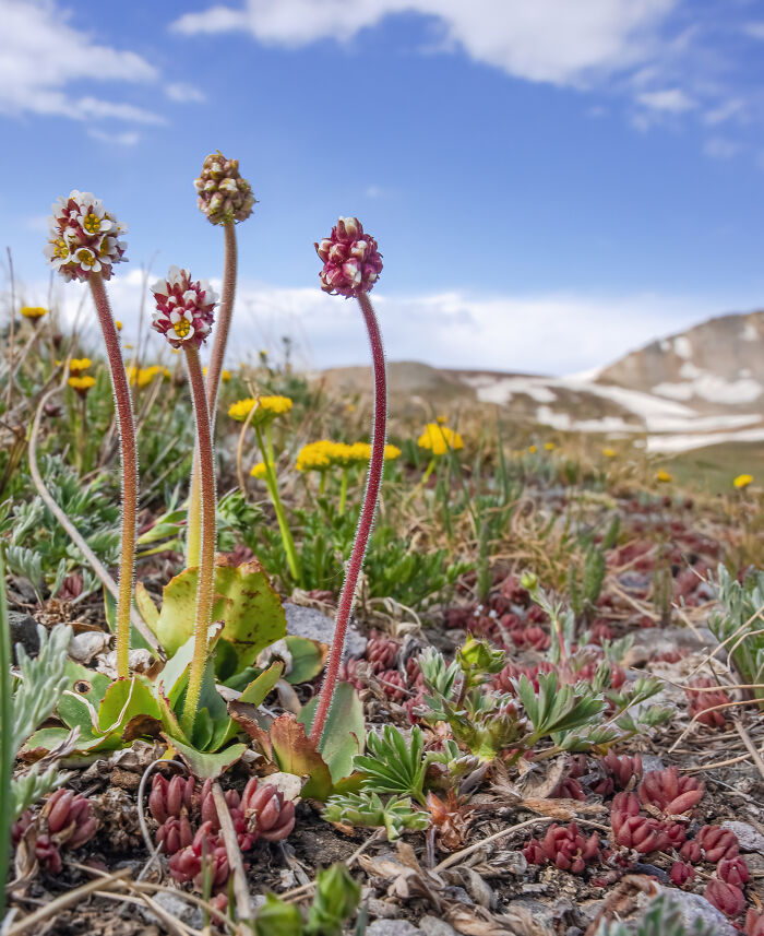 Snowball Saxifrage Looking Seussical!