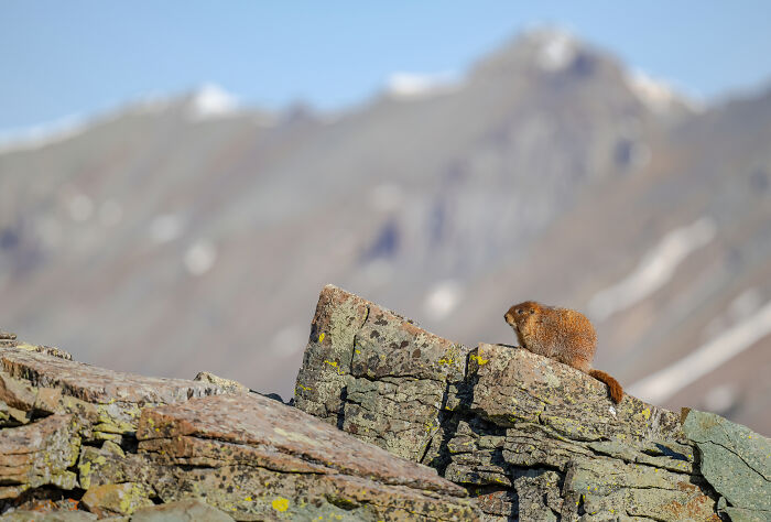 A Yellow-Bellied Marmot Soaking Up Sunshine After Months Of Hibernation