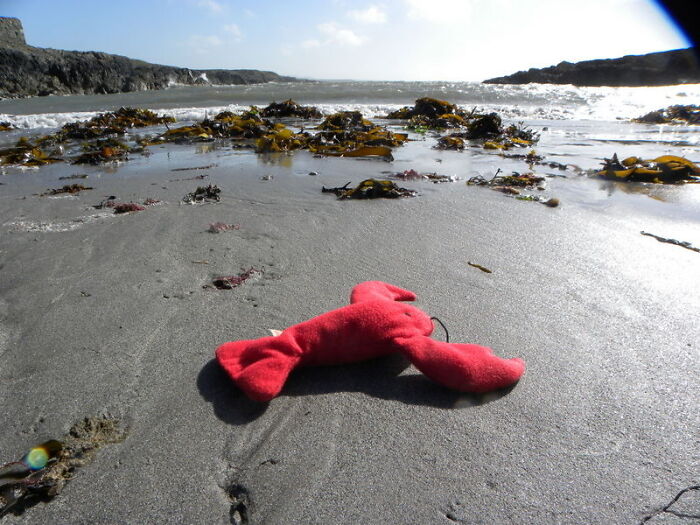 My Favorite Toy When I Was Little, A Beanie Baby Lobster Called Colin 